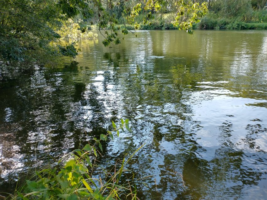 Autumn Nature outings Photographing Wildflowers