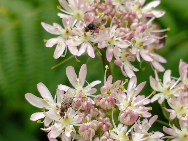 Hogweed florets Heracleum sphondylium Guestling Wood Sussex Jul 2021