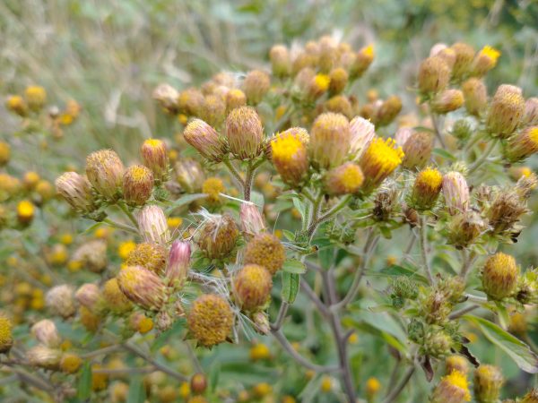 Ploughman's spikenard flowers Inula conyzae Seaford Head Aug 2021