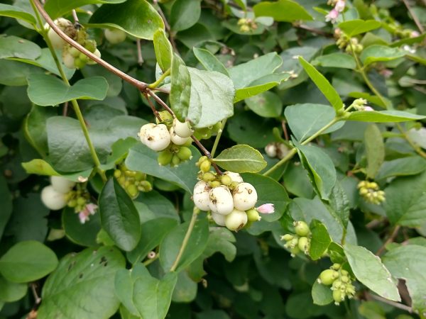 Snowberry berries Symphoricarpos albus Seaford Head Aug 2021