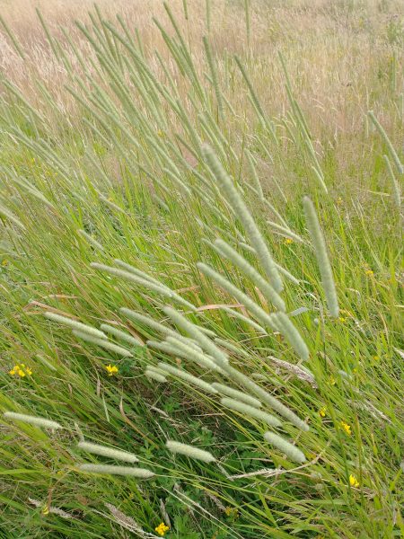 Timothy grass Phleum pratense in field Pett Sussex July 2021