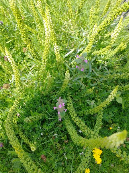 Weld plant Reseda luteola wild basil Seaford Head Aug 2021