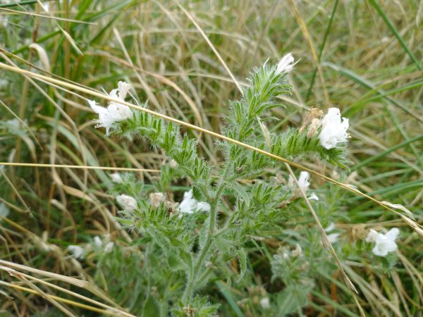 White Vipers Bugloss Echium vulgare Seaford Head Aug 2021
