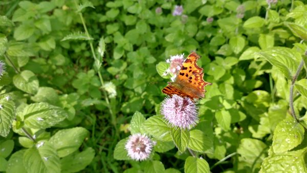 butterfly on water mint mentha aquatica st neots cambs sep 2021