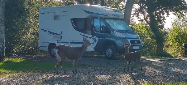 deer Corfe Castle campsite Dorset Oct 2021