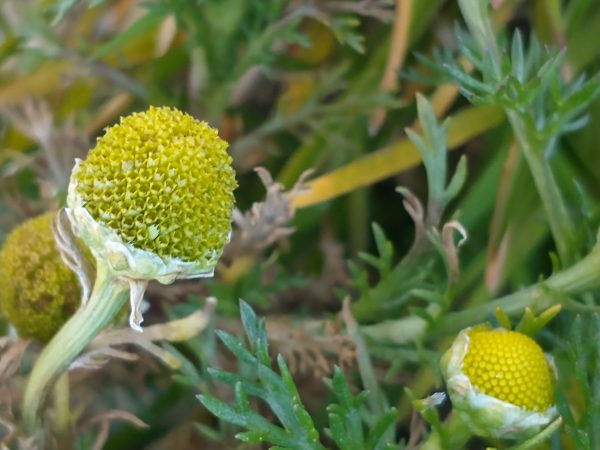 Pineapple weed flowers Matricaria discoidea field Barnham Sussex Apr 2021