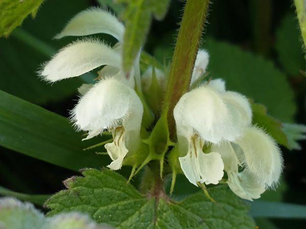White dead-nettle Lamium album flowers Barnham Sussex Apr 2021