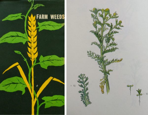 farm weeds book