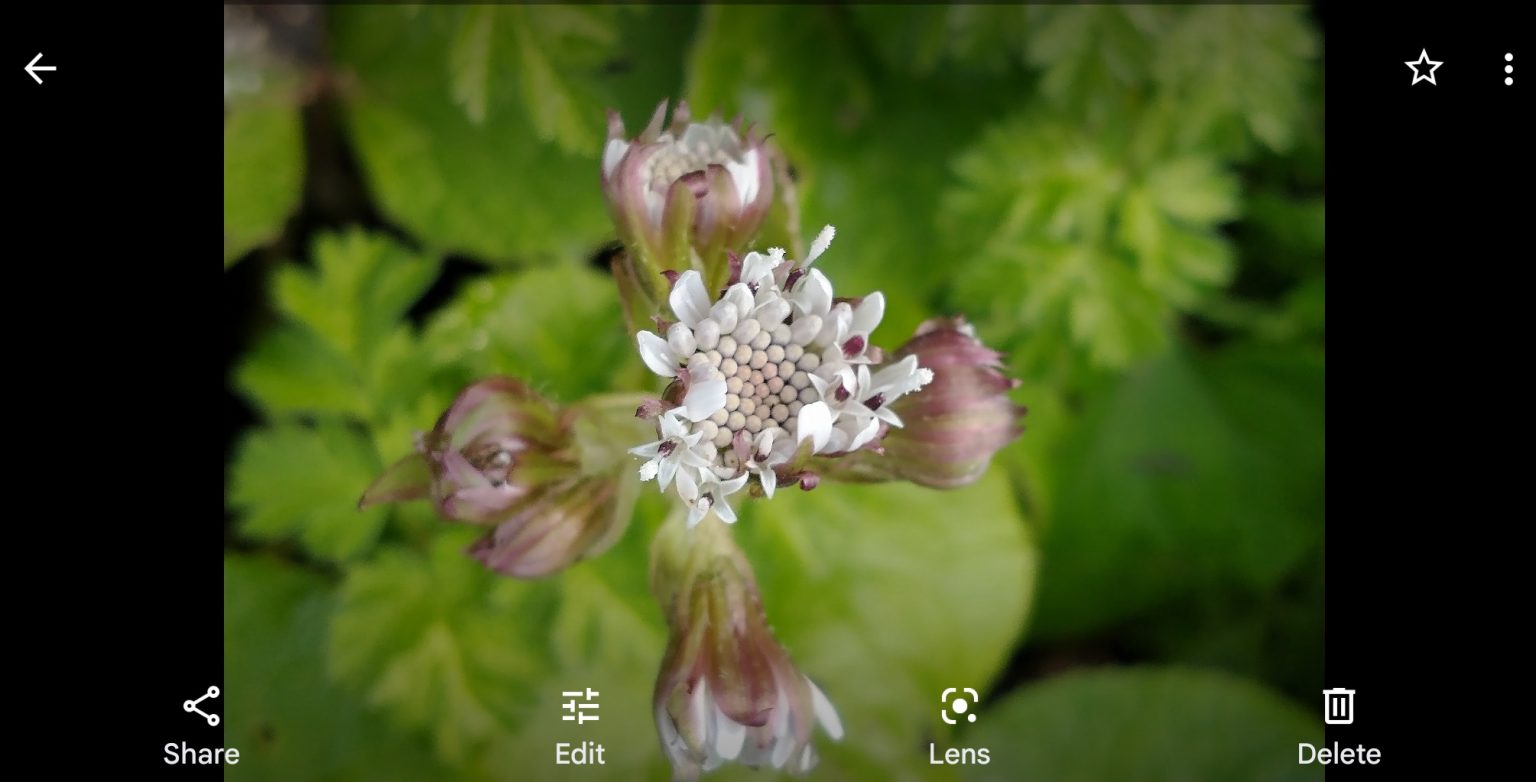 Online resources wild plant ID Photographing Wildflowers