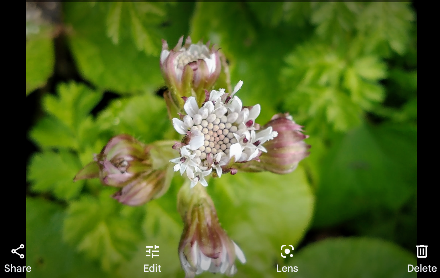 Online resources wild plant ID Photographing Wildflowers