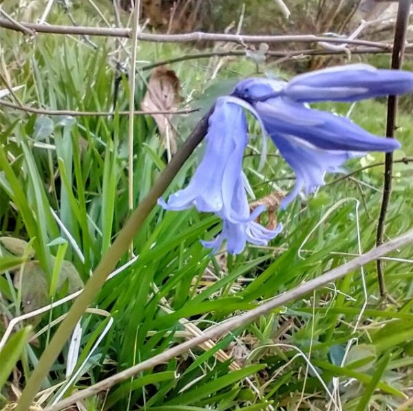 bluebell hyacinth non scripta lavington common sussex apr 2022