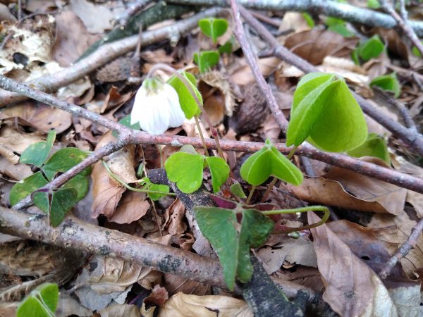 wood-sorrel oxalis acetosella leaves droke forest sussex apr 2022