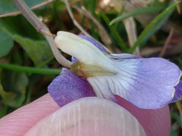 Hairy Violet Viola hirta reverse Seaford Head Apr 2022