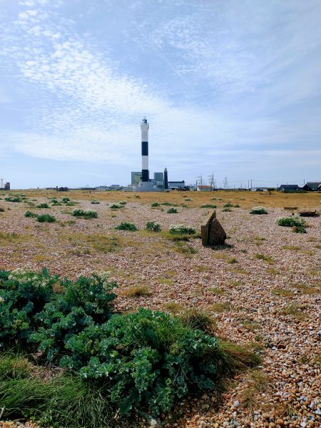 Sea kale crambe maritima dungeness lighthouse apr 2022