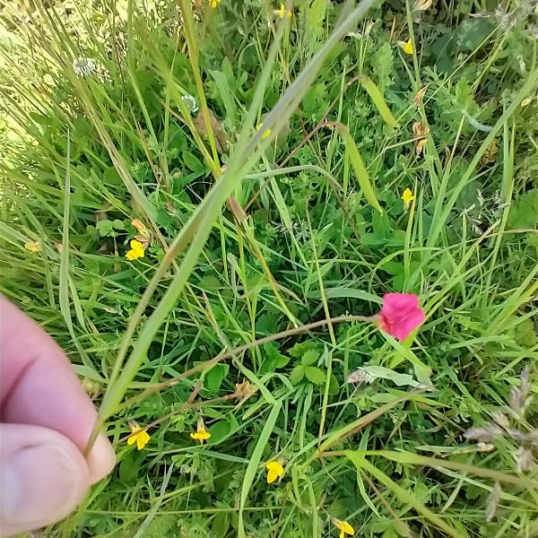 grass vetchling flower lathyrus nissolia last meadow seaford jun 2022