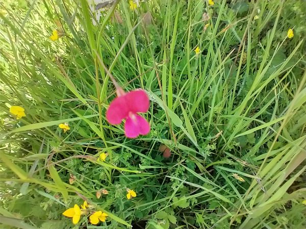 grass vetchling lathyrus nissolia last meadow seaford jun 2022
