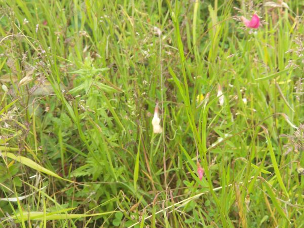 grass vetchling old flower lathyrus nissolia last meadow seaford jun 2022