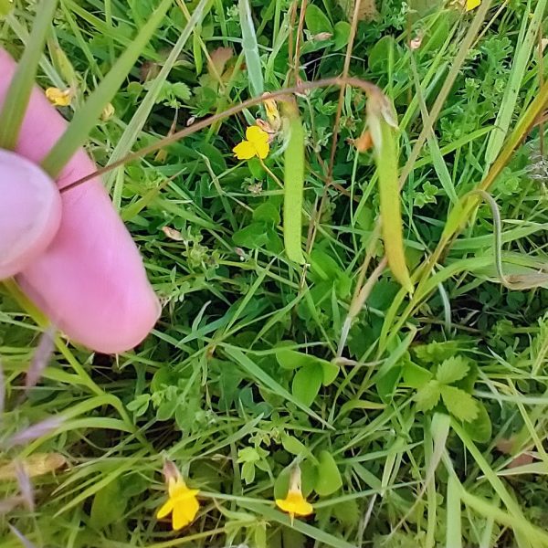 grass vetchling pods lathyrus nissolia last meadow seaford jun 2022