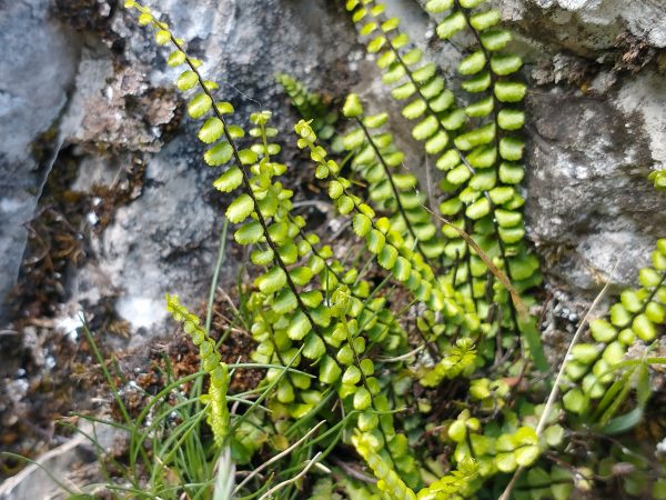 maidenhair spleenwort fern Asplenium trichomanes cheddar gorge may 2022