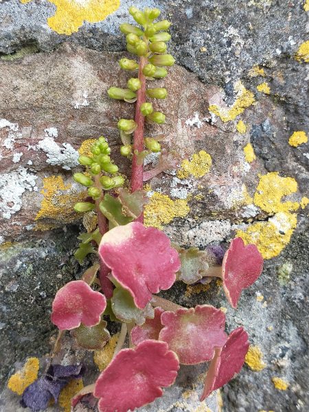 navelwort red leaves umbilicus rupestris cheddar may 2022