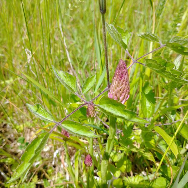pyramidal orchid buds anacamptis pyramidalis last meadow seaford jun 2022