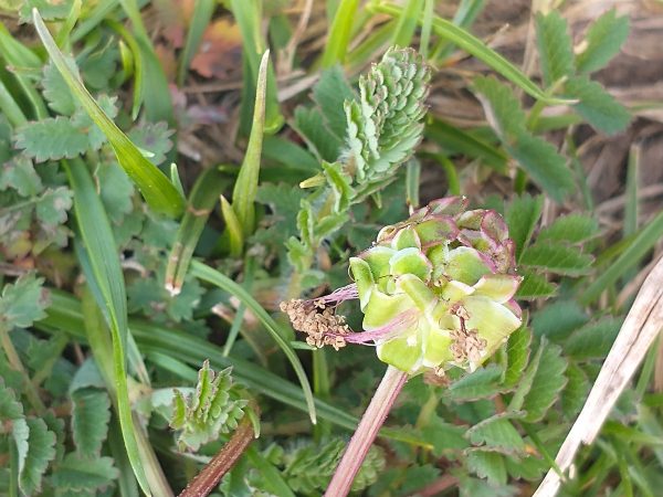 salad burnet detail sanguisorba minor ssp minor cheddar may 2022