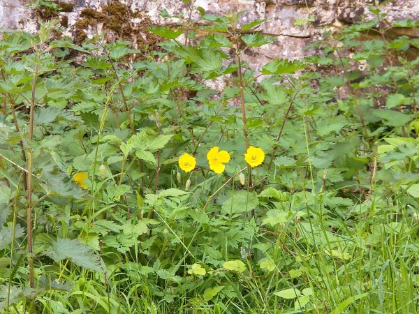 welsh poppy papaver cambricum cheddar gorge may 2022