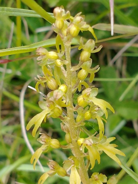 Twayblade orchid flower neottia ovata seaford head june 2022