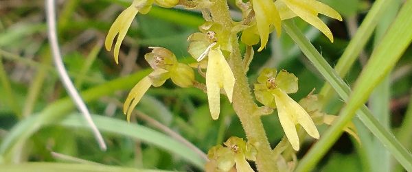 Twayblade orchid neottia ovata seaford head june 2022
