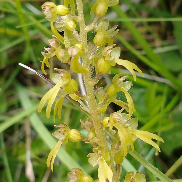 Twayblade orchid stem neottia ovata seaford head june 2022