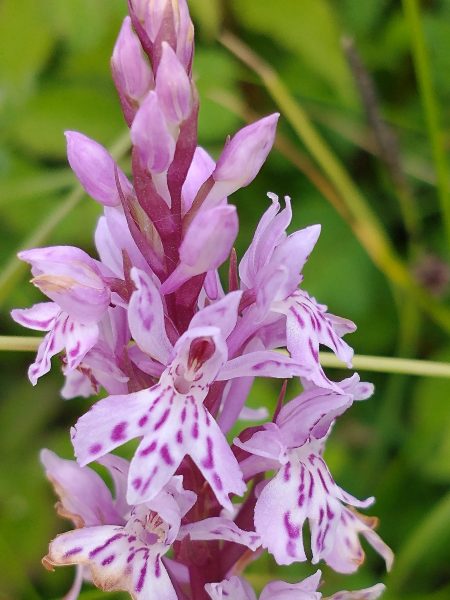 common spotted orchid flower dactylorhiza fuchsii seaford head june 2022