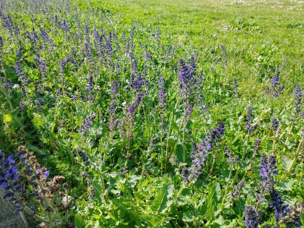 Wild clary swathe Salvia verbenaca Martello field Seaford May 2021