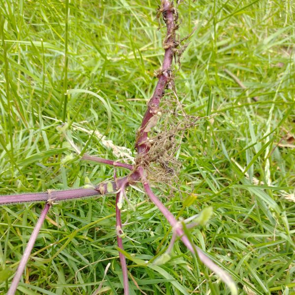 hedge woundwort horizontal stem stachys sylvatica seaford garden jun 2022