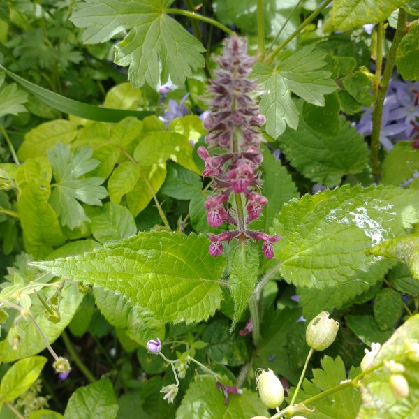 hedge woundwort stachys sylvatica seaford garden jun 2022