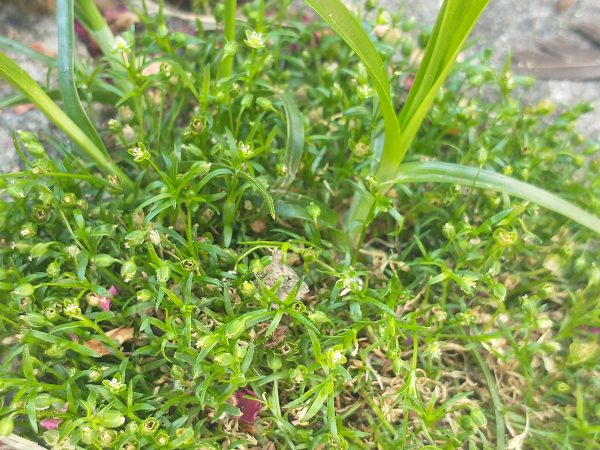 procumbent pearlwort Sagina procumbens seaford patio jun 2022