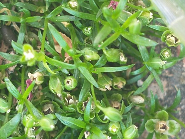 procumbent pearlwort flower Sagina procumbens seaford patio jun 2022