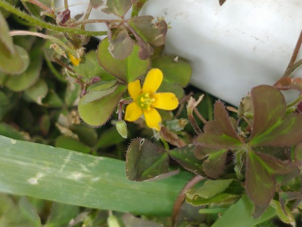 procumbent yellow-sorrel flower oxalis corniculata seaford patio jun 2022