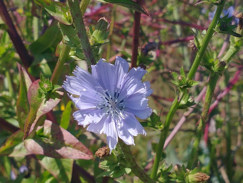 Chicory - Cichorium intybus - Photographing Wildflowers