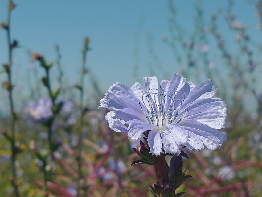 Chicory flower sky Cichorium intybus seaford july 2022