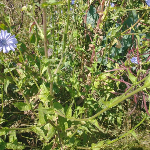 Chicory leaves Cichorium intybus seaford july 2022