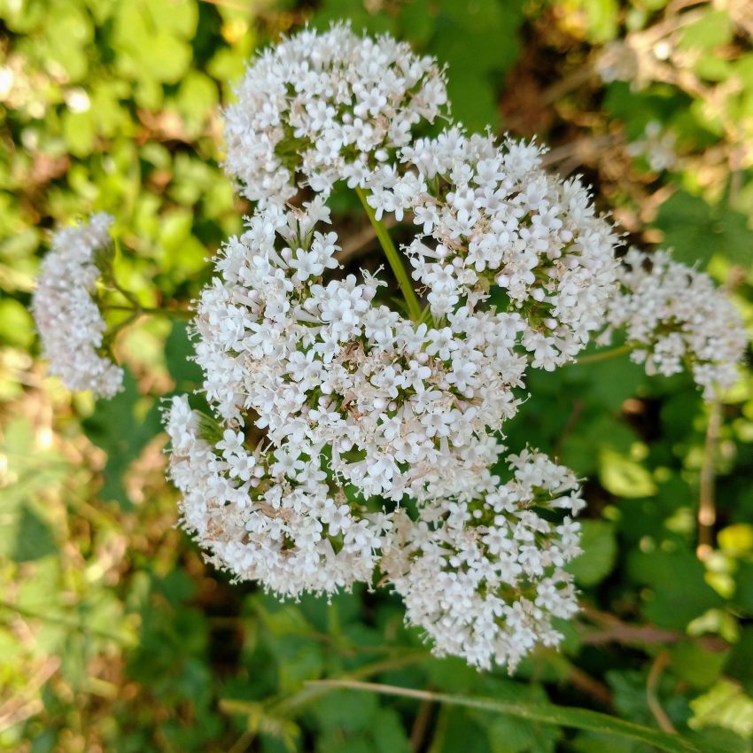 Wareham Dorset and RSPB Arne flora in June - Photographing Wildflowers