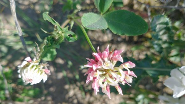 alsike clover flower trifolium hybridum rathfinny jul 2022
