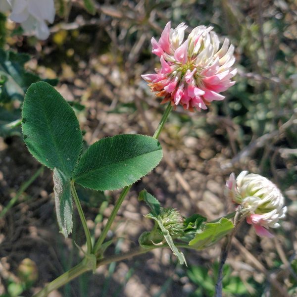 alsike clover trifolium hybridum rathfinny jul 2022