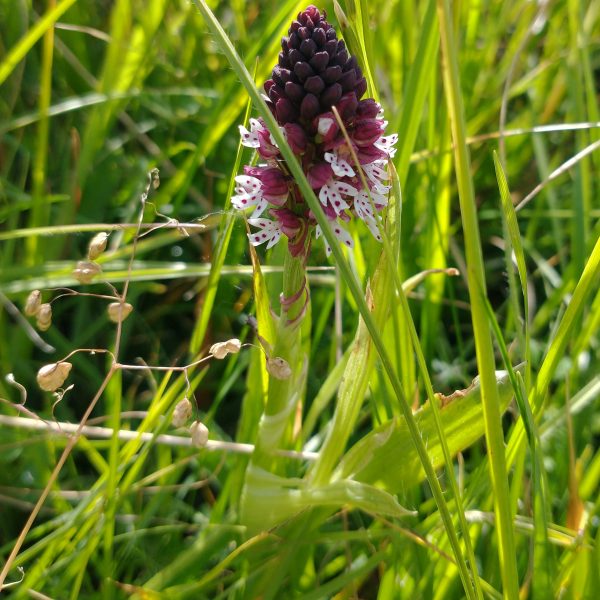 burnt-tip orchid neotinea ustulata cradle valley seaford jul 2022