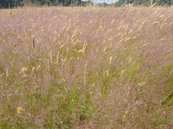 field of grasses arne jun 2022