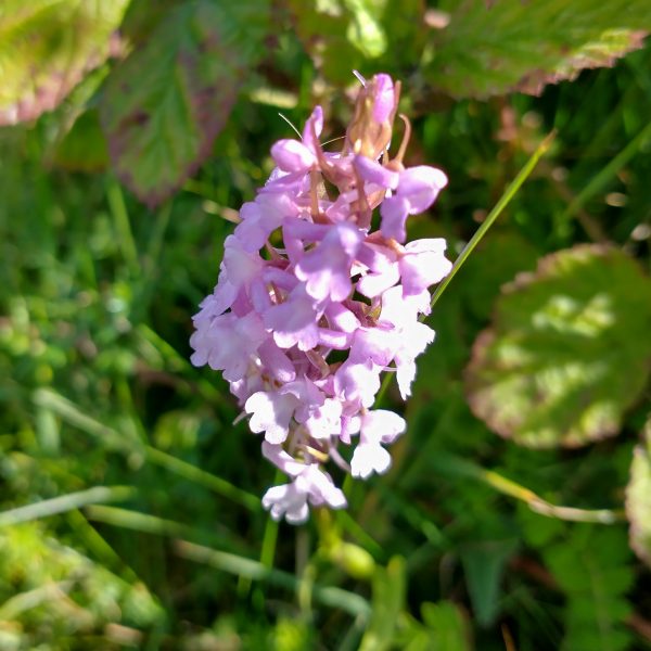 fragrant orchid gymnadenia conopsea cradle valley seaford jul 2022