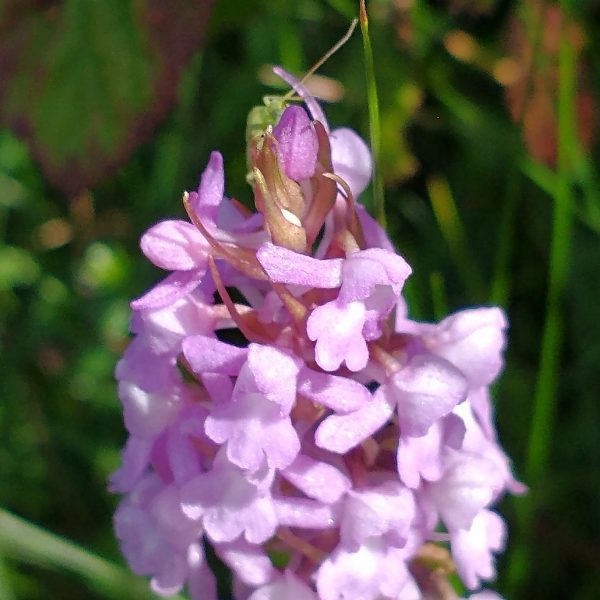 fragrant orchid gymnadenia conopsea flower cradle valley seaford jul 2022