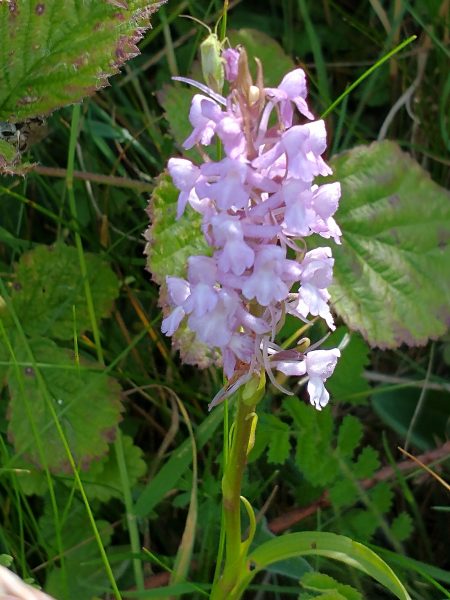 fragrant orchid gymnadenia conopsea spurs hood rose pink cradle valley seaford jul 2022