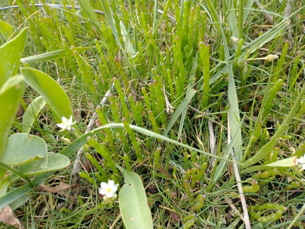 glasswort sp salicornia arne june 2022