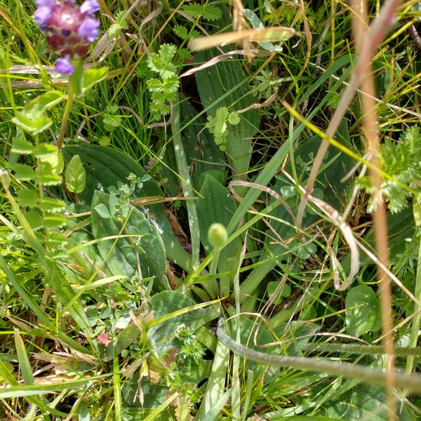 hoary plantain leaves downy plantago media cradle valley seaford jul 2022